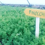 Rezort Nano And Biofood