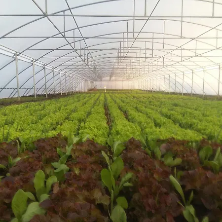 Nano And Biofood Feriested 4*